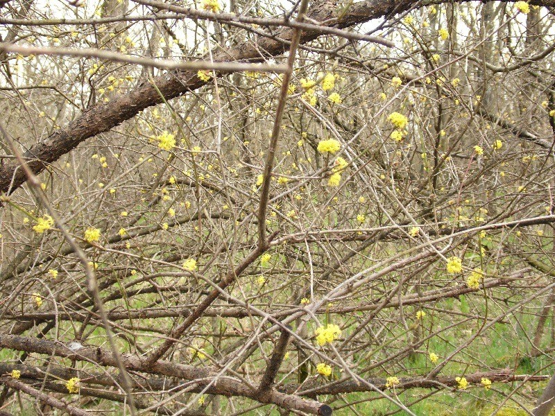 Parco del Ticino :  Cornus mas